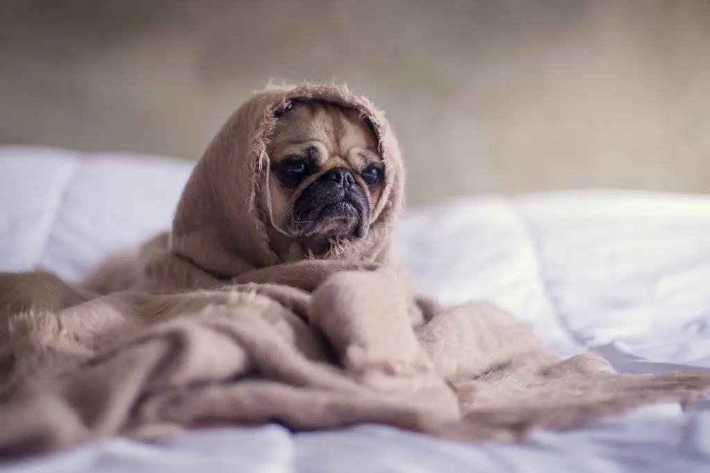 close up photography of fawn pug covered with brown cloth 374898