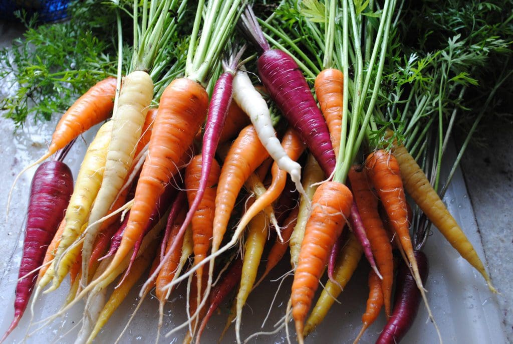 carrot harvest