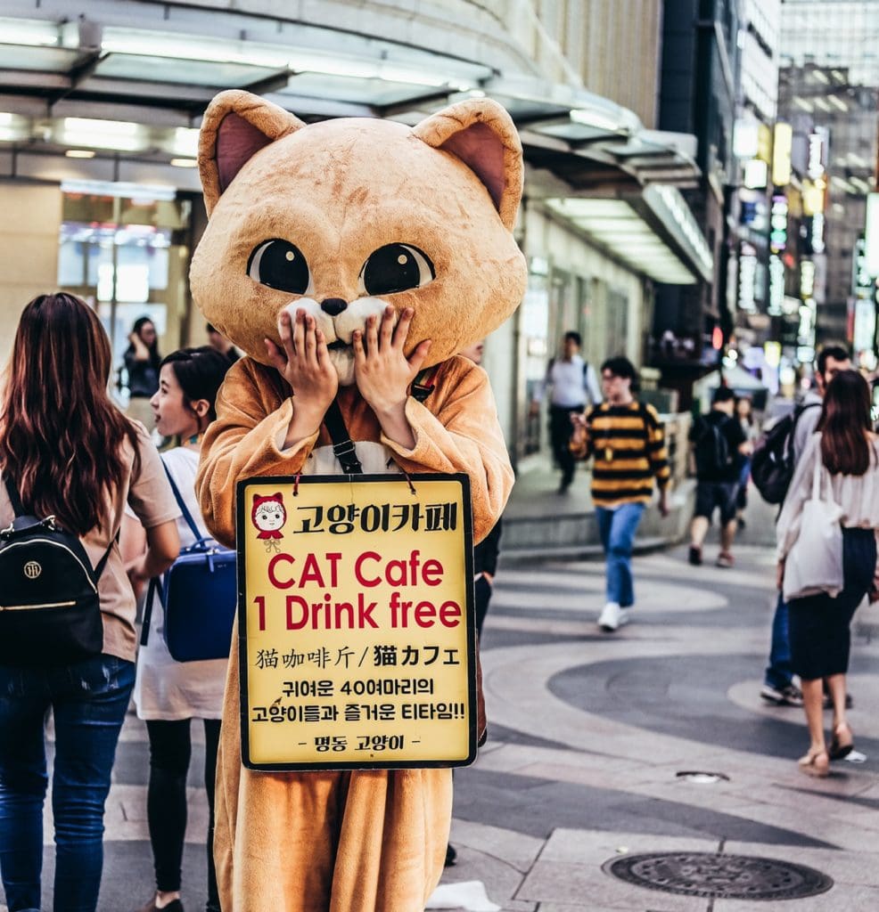 animal business cat 2133243