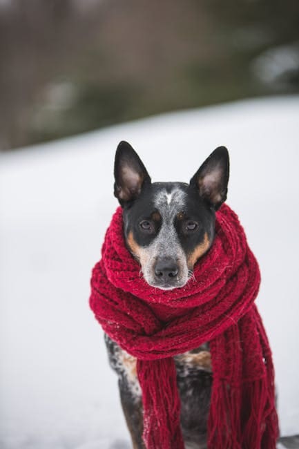 Charming Australian Cattle Dog in a red scarf against a snowy backdrop, expressing winter coziness.